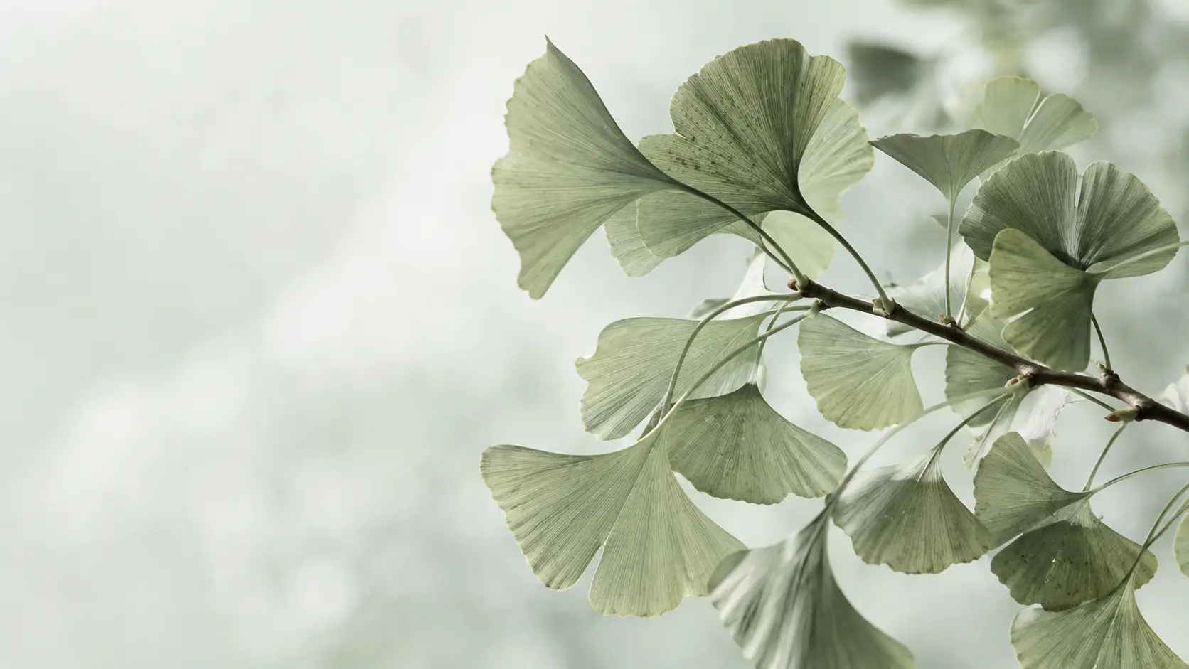 Rami di ginkgo con foglie verde salvia